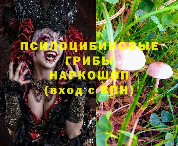 сколько стоит  OMG tor  Псилоцибиновые грибы Psilocybine cubensis  Жердевка 